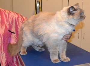 Mr Tinkles is a Ragdoll. He had his matted fur shaved down, nails clipped and his ears cleaned. Pampered by Kylies cat Grooming services Also All Size Dogs.