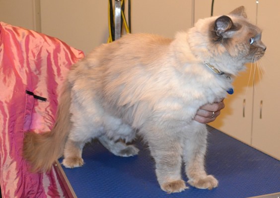 Mr Tinkles is a Ragdoll.  He had his matted fur shaved down, nails clipped and his ears cleaned.  Pampered by Kylies cat Grooming services Also All Size Dogs.