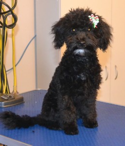 Billie is a 13 week old Toy Poodle. He had a wash n blow dry, a comb clip, nails clipped and his ears cleaned. This was also Billie's 1st groom. Pampered by Kylies cat Grooming services Also All Size Dogs.