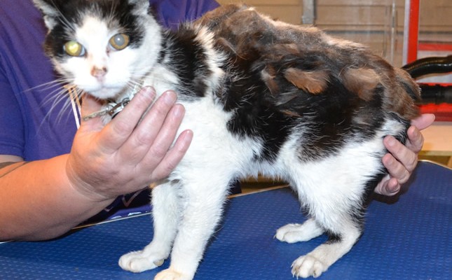 Shayton is a 18 year old Medium Hair Domestic. He is a rescue cat.  He has his matted fur shaved down, nails clipped, ears cleaned and a wash n blowdry.  Pampered by Kylies Cat Grooming services Also All Size Dogs.