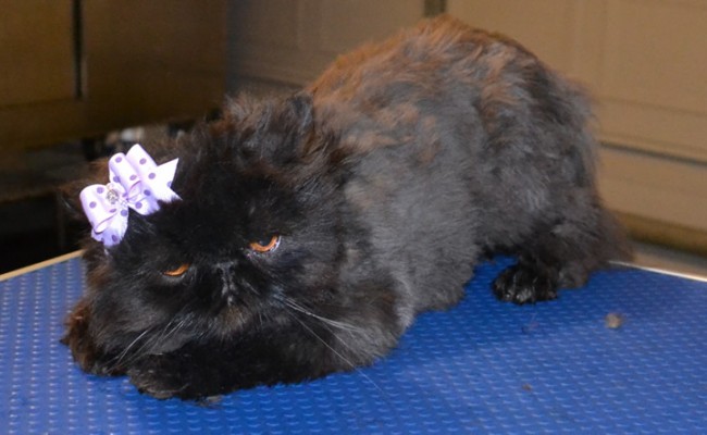 Coco is a Persian. She had her mattes fur clipped off and the rest of her fur clipped down, nails clipped, ears and eyes cleaned and a wash n blow dry.  Pampered by Kylies Cat Grooming Services Also All Size Dogs.