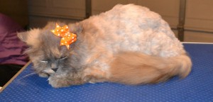 Pazuzu is a Persian. She had a medium comb clip, nails clipped and her ears cleaned. Pampered by Kylies Cat Grooming Services Also All Size Dogs.