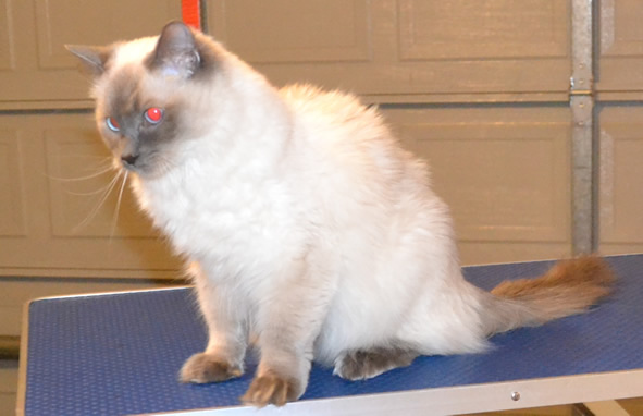 Yoshi is a Ragdoll. He had his fur shaved down, ears cleaned, nails clipped and a wash n blow dry. Pampered by Kylies cat Grooming services Also All Size Dogs.