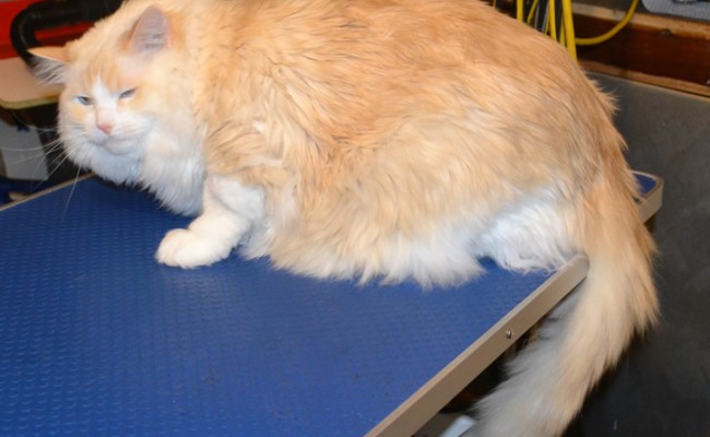 Cupid is a Red Point Ragdoll which are very rare. His Mother was a Blue point Ragdoll and his Father was a Seal point Ragdoll. Cupid also has Asthma which triggers off in Spring and has to have a ventilator just like us humans. Cupid had his fur shaved down, nails clipped, ears cleaned and a wash n blow dry. Pampered by Kylies Cat Grooming Services Also All Size Dogs.