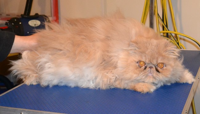 Ralph is a Persian. He had his matted fur shaved down, nails clipped, ears and eyes cleaned and a wash n blow dry.   Pampered by Kylies Cat Grooming services Also All Size Dogs.