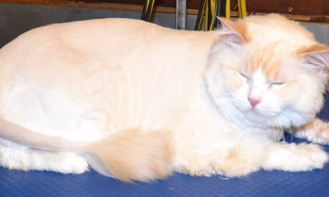 Cupid is a Red Point Ragdoll which are very rare. His Mother was a Blue point Ragdoll and his Father was a Seal point Ragdoll. Cupid also has Asthma which triggers off in Spring and has to have a ventilator just like us humans. Cupid had his fur shaved down, nails clipped, ears cleaned and a wash n blow dry. Pampered by Kylies Cat Grooming Services Also All Size Dogs.