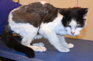 Shayton is a 18 year old Medium Hair Domestic. He is a rescue cat. He has his matted fur shaved down, nails clipped, ears cleaned and a wash n blowdry. Pampered by Kylies Cat Grooming services Also All Size Dogs.