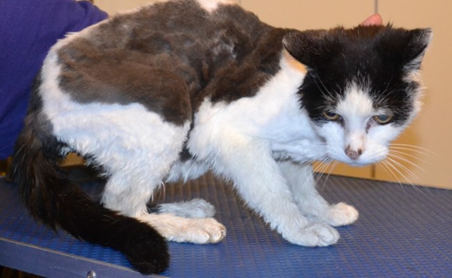 Shayton is a 18 year old Medium Hair Domestic. He is a rescue cat.  He has his matted fur shaved down, nails clipped, ears cleaned and a wash n blowdry.  Pampered by Kylies Cat Grooming services Also All Size Dogs.