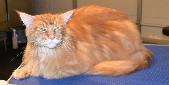 After – Harrison is a 13kg Mainecoon.  He had all his underneath shaved down, nails clipped, ears cleaned, his fur raked and a wash n blow dry.  Pampered by Kylies Cat Grooming Services Also All Size Dogs