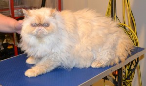 Sketch is a Persian. He had his very thick matted fur shaved off, nails clipped and ears and eyes cleaned. Pampered by Kylies Cat Grooming Services Also All Size Dogs.
