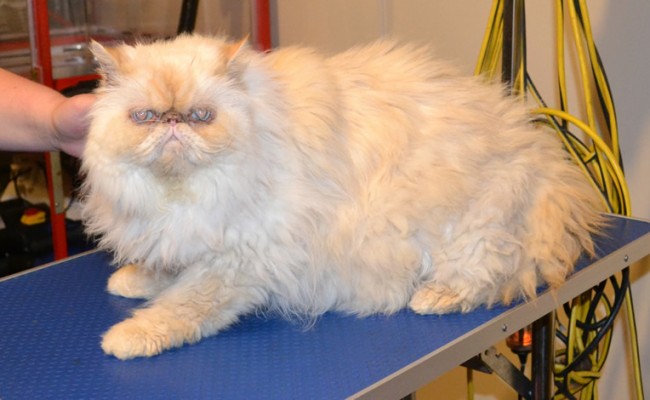Sketch is a Persian. He had his very thick matted fur shaved off, nails clipped and ears and eyes cleaned.  Pampered by Kylies Cat Grooming Services Also All Size Dogs.