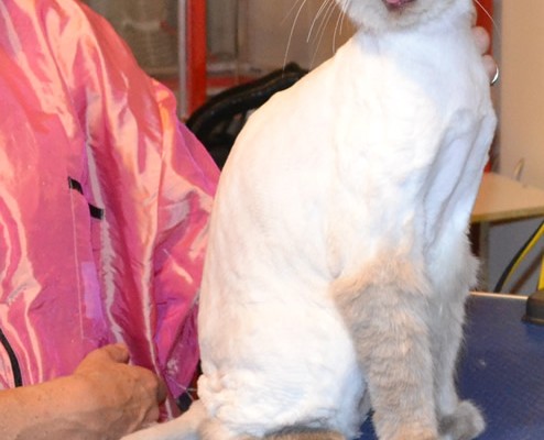 Mr Tinkles is a Ragdoll.  He had his matted fur shaved down, nails clipped and his ears cleaned.  Pampered by Kylies cat Grooming services Also All Size Dogs.