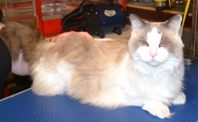 Basco is a Ragdoll. He had his fur shaved down, nails clipped, ears cleaned and a wash n blow dry.  Pampered by Kylies Cat Grooming Services Also All Size Dogs.