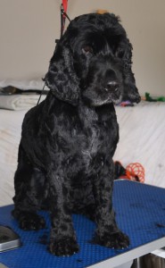 Toby is a Cocker Spaniel. He had his fur shaved, nails clipped, ears cleaned and a wash n blow dry. Pampered by Kylies cat Grooming Services Also All Size Dogs.