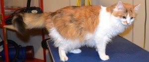 Saffron is a Medium hair Domestic. She had her nails clipped, fur shaved and ears cleaned. Pampered by Kylies cat Grooming services Also All Size Dogs.