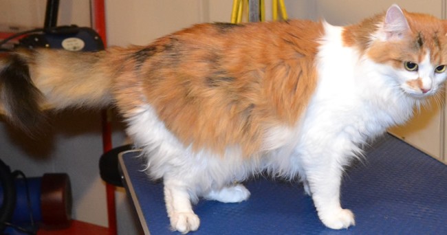 Saffron is a Medium hair Domestic.  She had her nails clipped, fur shaved and ears cleaned.  Pampered by Kylies cat Grooming services Also All Size Dogs.