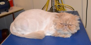 Ralph is a Persian. He had his matted fur shaved down, nails clipped, ears and eyes cleaned and a wash n blow dry. Pampered by Kylies Cat Grooming services Also All Size Dogs.