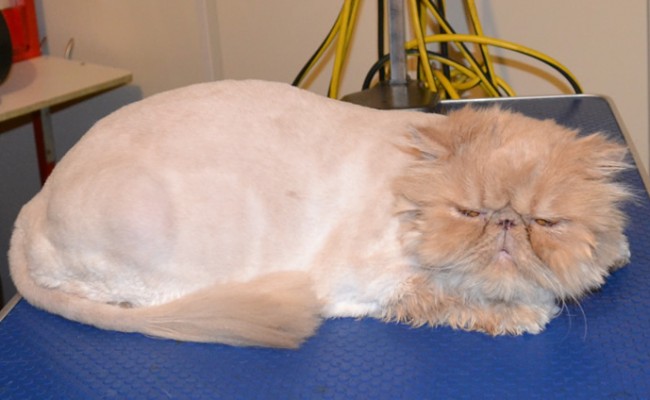 Ralph is a Persian. He had his matted fur shaved down, nails clipped, ears and eyes cleaned and a wash n blow dry.   Pampered by Kylies Cat Grooming services Also All Size Dogs.