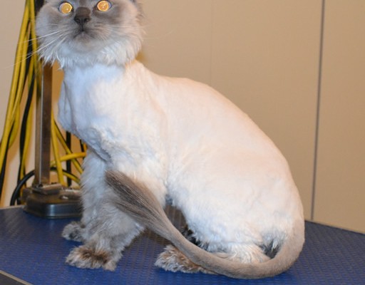 Yoshi is a Ragdoll. He had his fur shaved down, ears cleaned, nails clipped and a wash n blow dry. Pampered by Kylies cat Grooming services Also All Size Dogs.