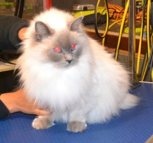 Midgy is a Ragdoll. She had her fur shaved down, nails clipped, ears cleaned and a full set of Red SoftPaw nail caps. Pampered by Kylies cat Grooming services Also All Size Dogs.