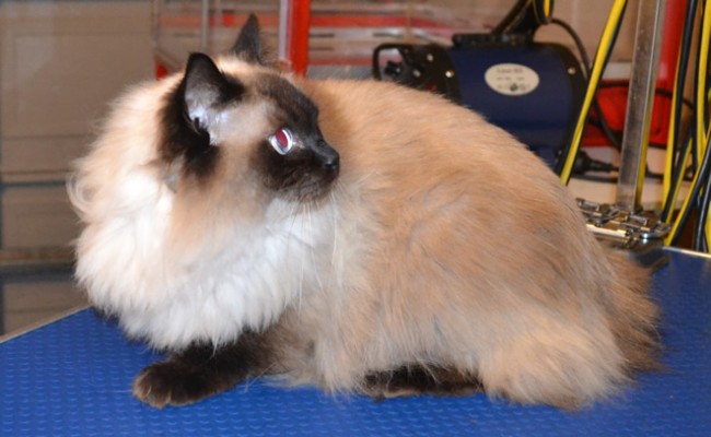 Baby is a Ragdoll.  She  had her  fur shaved down, nails clipped and ears cleaned   Pampered by Kylies Cat Grooming services Also All Size Dogs.