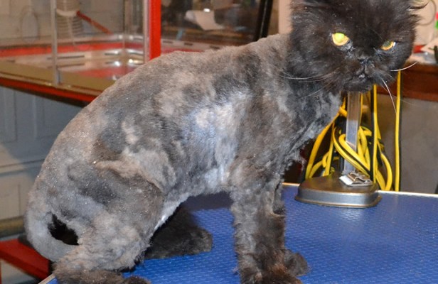 Fluffy is a 14 yr old Persian.  He had his matted fur shaved off, nails clipped, ears cleaned and a wash n blow dry.  Pampered by Kylies cat Grooming services Also All Size Dogs.