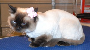 Baby is a Ragdoll. She had her fur shaved down, nails clipped and ears cleaned Pampered by Kylies Cat Grooming services Also All Size Dogs.