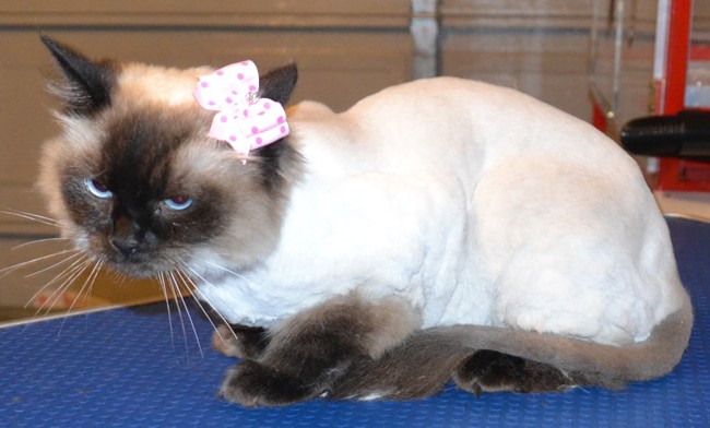 Baby is a Ragdoll.  She  had her  fur shaved down, nails clipped and ears cleaned   Pampered by Kylies Cat Grooming services Also All Size Dogs.