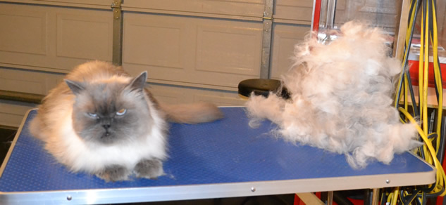 Tosca is a Long hair British x Scottish Fold. He had his nails clipped, ears cleaned and his fur raked.  Pampered by Kylies Cat Grooming services Also All Size Dogs.