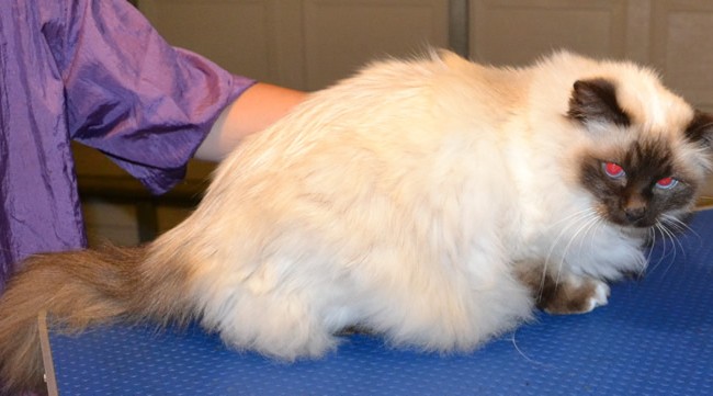 Albert is a Burman.  He had his fur shaved down, nails clipped, ears cleaned and a wash n blow dry.  Pampered by Kylies cat Grooming services Also All Size Dogs.