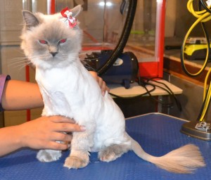 Midgy is a Ragdoll. She had her fur shaved down, nails clipped, ears cleaned and a full set of Red SoftPaw nail caps. Pampered by Kylies cat Grooming services Also All Size Dogs.