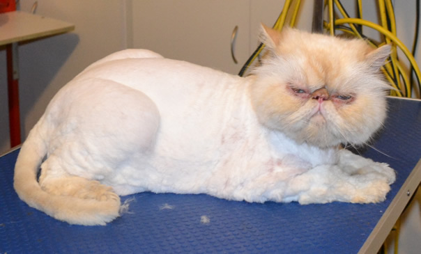 Sketch is a Persian. He had his very thick matted fur shaved off, nails clipped and ears and eyes cleaned.  Pampered by Kylies Cat Grooming Services Also All Size Dogs.