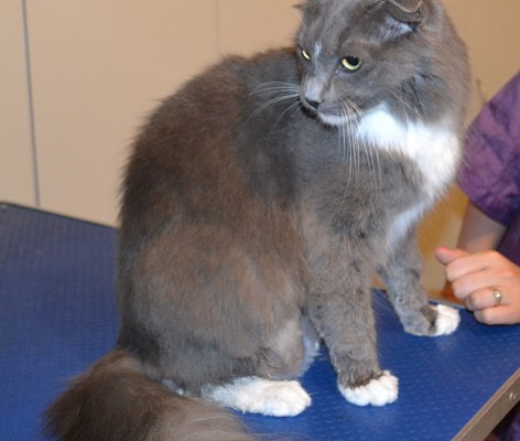 After –  Ollie is a Scottish Fold X. He had his bum and tummy shaved, nails clipped, ears cleaned and a wash n blow dry.  Pampered by Kylies cat Grooming Services Also All Size Dogs.