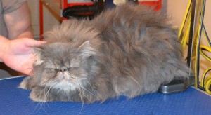 Oscar is a Persian. He had his very thick matted fur shaved off, nails clipped and ears and eyes cleaned. Pampered by Kylies Cat Grooming Services Also All Size Dogs.