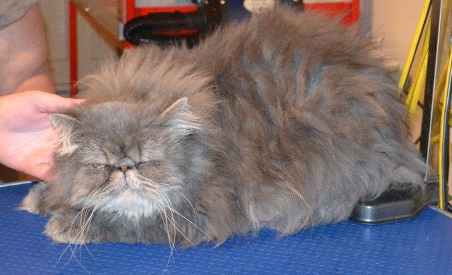 Oscar is a Persian. He had his very thick matted fur shaved off, nails clipped and ears and eyes cleaned. Pampered by Kylies Cat Grooming Services Also All Size Dogs.