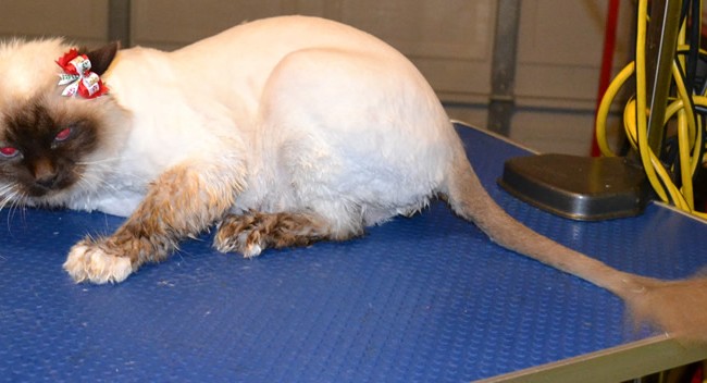 Albert is a Burman.  He had his fur shaved down, nails clipped, ears cleaned and a wash n blow dry.  Pampered by Kylies cat Grooming services Also All Size Dogs.