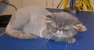 Oscar is a Persian. He had his very thick matted fur shaved off, nails clipped and ears and eyes cleaned. Pampered by Kylies Cat Grooming Services Also All Size Dogs.