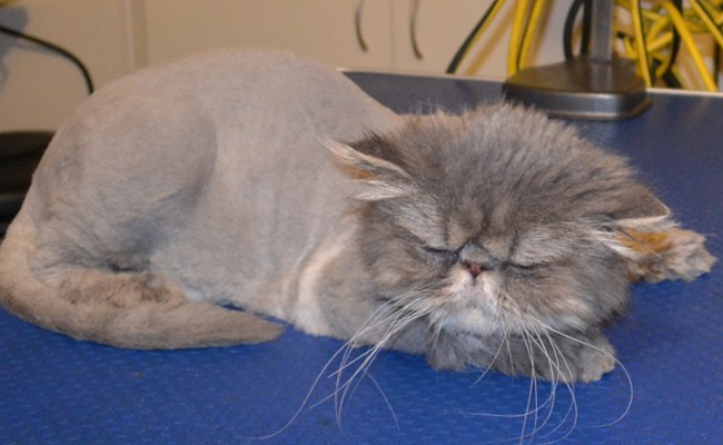 Oscar is a Persian. He had his very thick matted fur shaved off, nails clipped and ears and eyes cleaned. Pampered by Kylies Cat Grooming Services Also All Size Dogs.