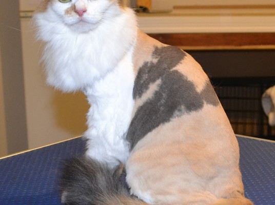 Saffron is a Medium hair Domestic.  She had her nails clipped, fur shaved and ears cleaned.  Pampered by Kylies cat Grooming services Also All Size Dogs.