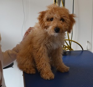 Louie is a 14 week old Toy Poodle. He had a wash n blow dry, a comb clip all over his body, nails clipped and ears and eyes cleaned. Pampered by Kylies cat Grooming services Also All Size Dogs