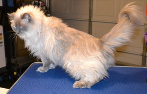 Diesel is a Ragdoll. He had his matted fur shaved off, nails clipped, ears cleaned and a wash n blow dry. Pampered by Kylies cat Grooming services Also All Size Dogs.