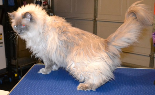 Diesel is a Ragdoll.  He had his matted fur shaved off, nails clipped, ears cleaned and a wash n blow dry.  Pampered by Kylies cat Grooming services Also All Size Dogs.
