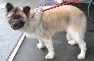 Jayde is a 9 year old Long hair Japanese Akita. She had her matted fur raked,nails clipped, ears cleaned, a wash n blow dry and her long fur and legs trimmed all around. I forgot to take a before pic. Pampered by Kylies cat Grooming services Also All Size Dogs.