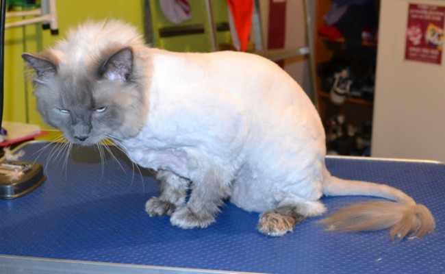 Diesel is a Ragdoll.  He had his matted fur shaved off, nails clipped, ears cleaned and a wash n blow dry.  Pampered by Kylies cat Grooming services Also All Size Dogs.