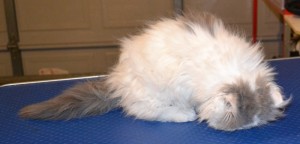 Splat is a 9 week old Kitten Persian. She had her nails clipped, ears cleaned and a wash n blow dry. Pampered by Kylies Cat Grooming Services Also All Size Dogs.