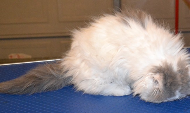 Splat is a 9 week old Kitten Persian. She had her nails clipped, ears cleaned and a wash n blow dry.  Pampered by Kylies Cat Grooming Services Also All Size Dogs.
