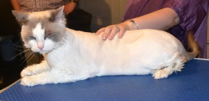 Basco is a Ragdoll. He had his fur shaved down, nails clipped, ears cleaned and a wash n blow dry. Pampered by Kylies Cat Grooming Services Also All Size Dogs.