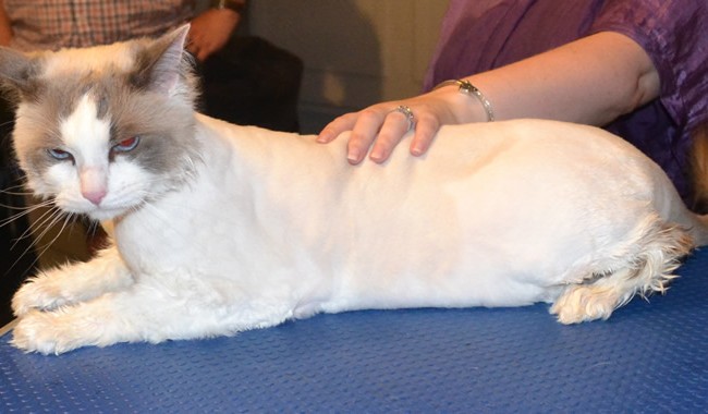 Basco is a Ragdoll. He had his fur shaved down, nails clipped, ears cleaned and a wash n blow dry.  Pampered by Kylies Cat Grooming Services Also All Size Dogs.