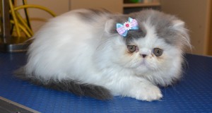 Splat is a 9 week old Kitten Persian. She had her nails clipped, ears cleaned and a wash n blow dry. Pampered by Kylies Cat Grooming Services Also All Size Dogs.
