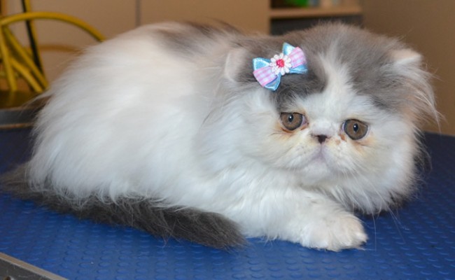 Splat is a 9 week old Kitten Persian. She had her nails clipped, ears cleaned and a wash n blow dry.  Pampered by Kylies Cat Grooming Services Also All Size Dogs.